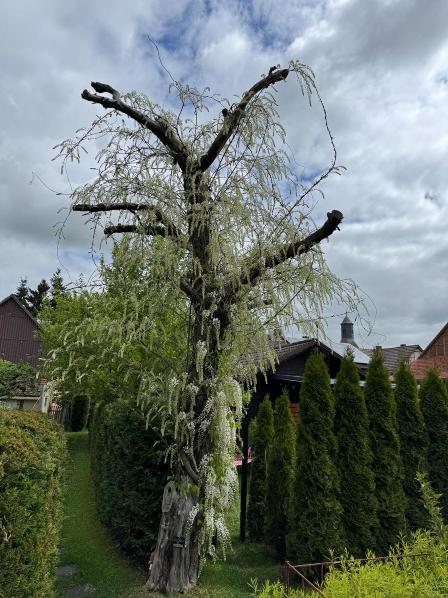 Ferienwohnung Am See Dillich - Ruhige Lage - Eigener Garten - Direkt Neben Einem Natursee Borken  Esterno foto
